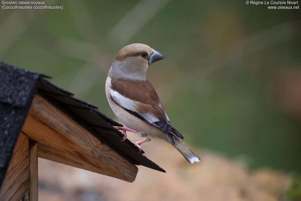 Grosbec casse-noyaux - Gros-bec casse-noyaux<br /> femelle