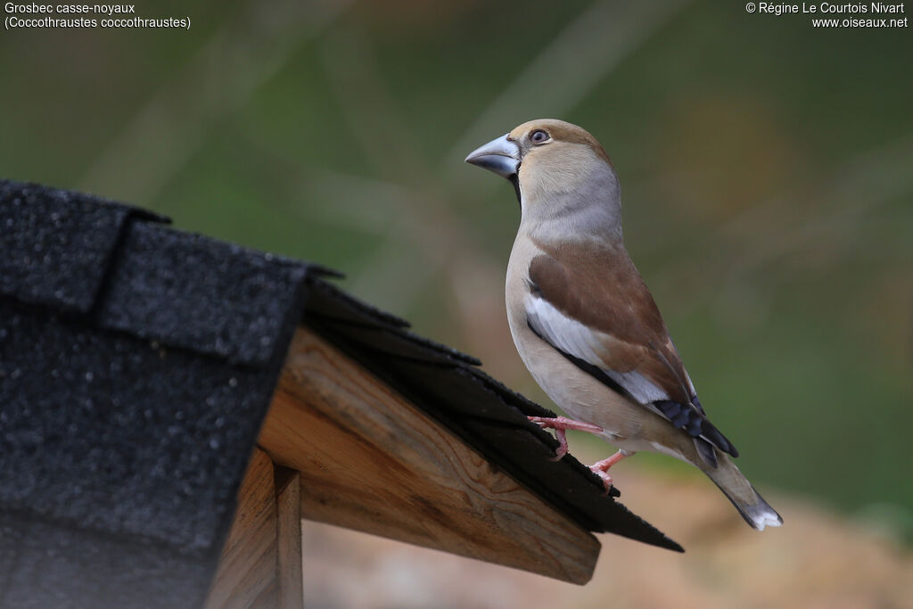 Grosbec casse-noyaux - Gros-bec casse-noyaux<br /> femelle