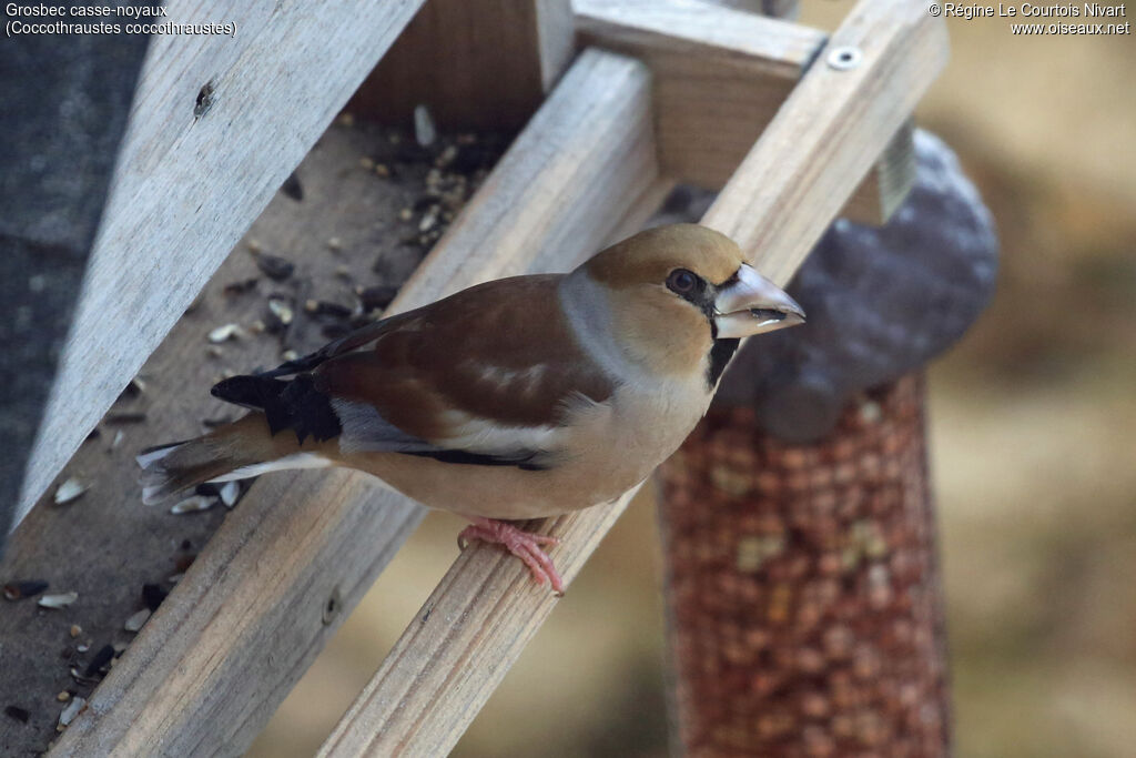 Grosbec casse-noyaux - Gros-bec casse-noyaux<br /> femelle