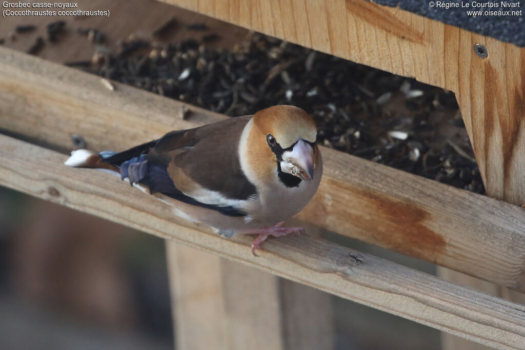 Grosbec casse-noyaux - Gros-bec casse-noyaux<br /> mâle
