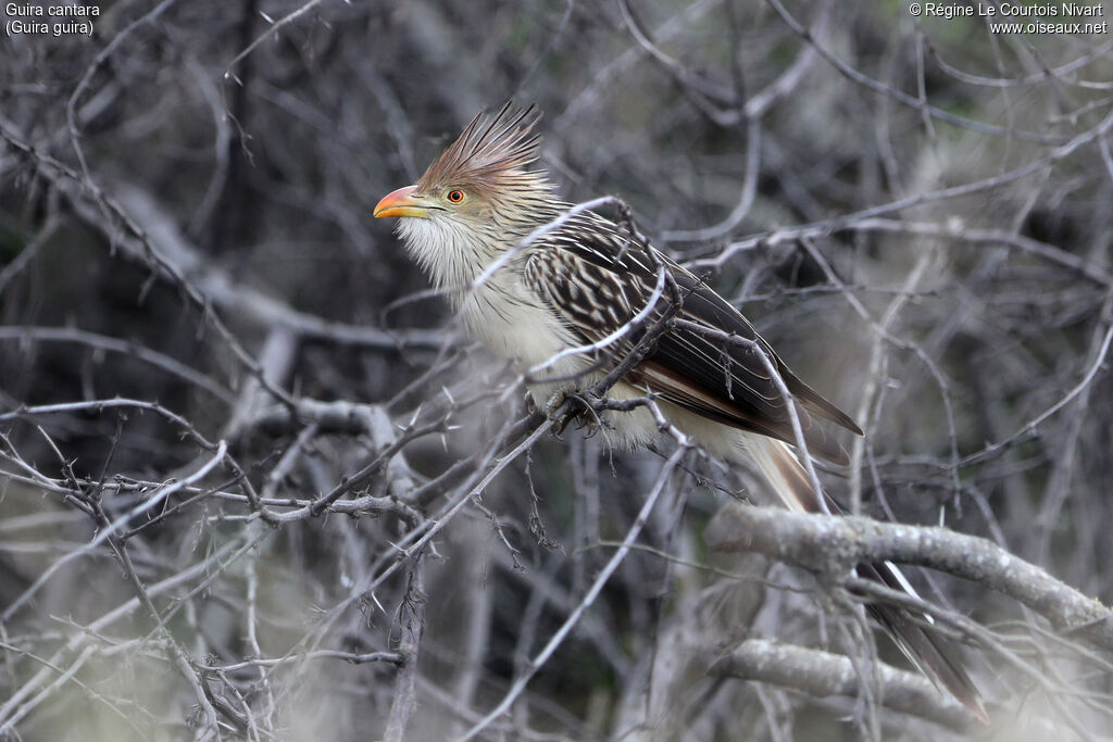 Guira cantara