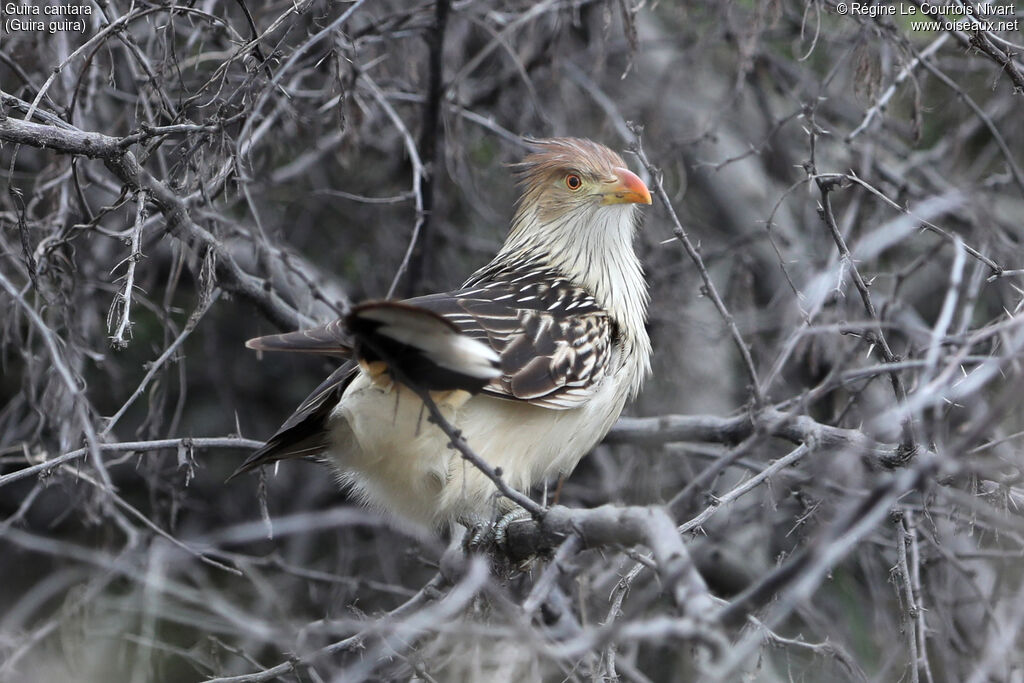 Guira cantara