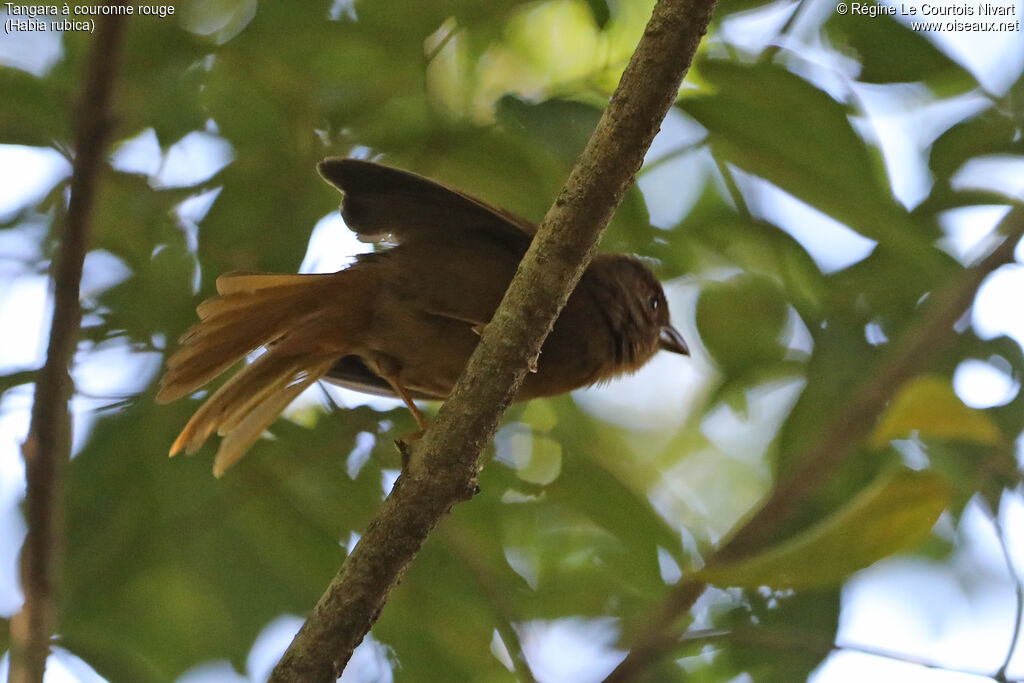 Red-crowned Ant Tanager