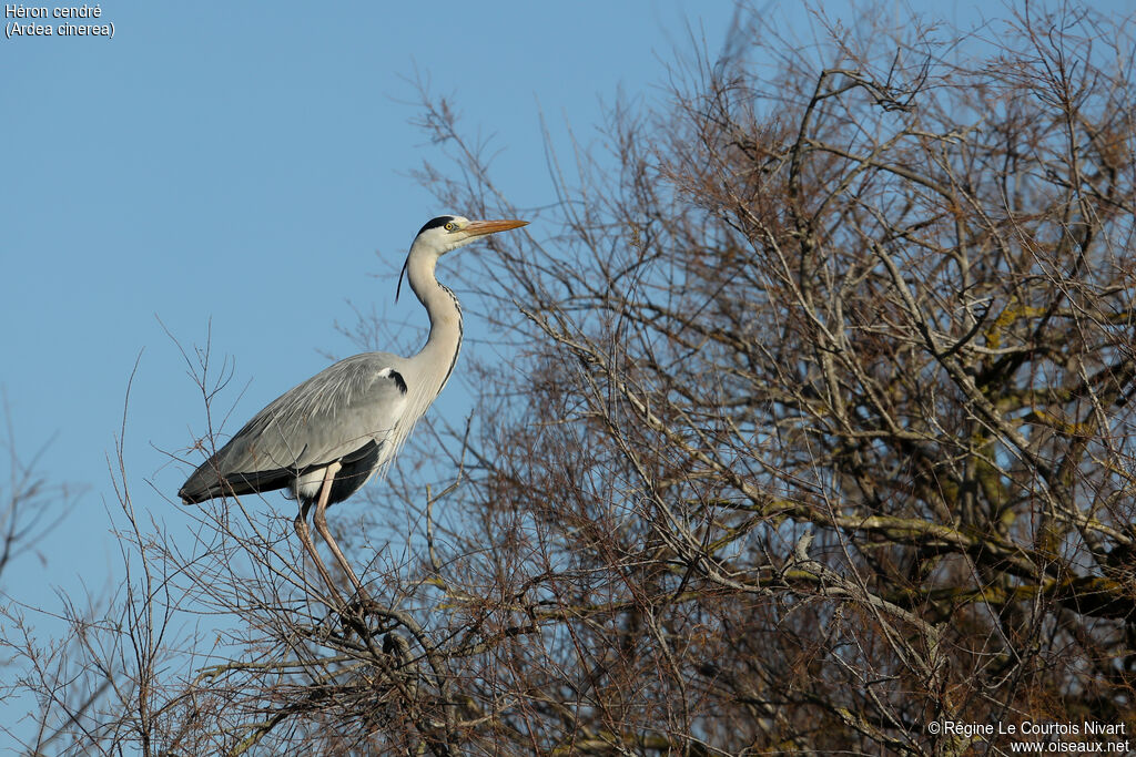Grey Heron