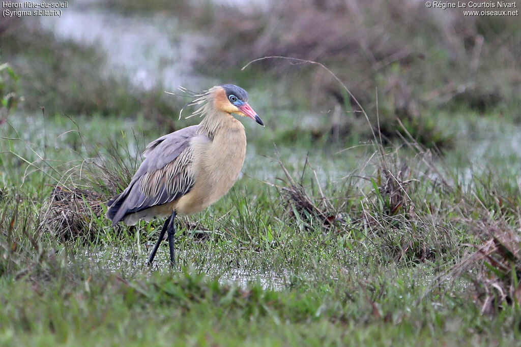 Héron flûte-du-soleil