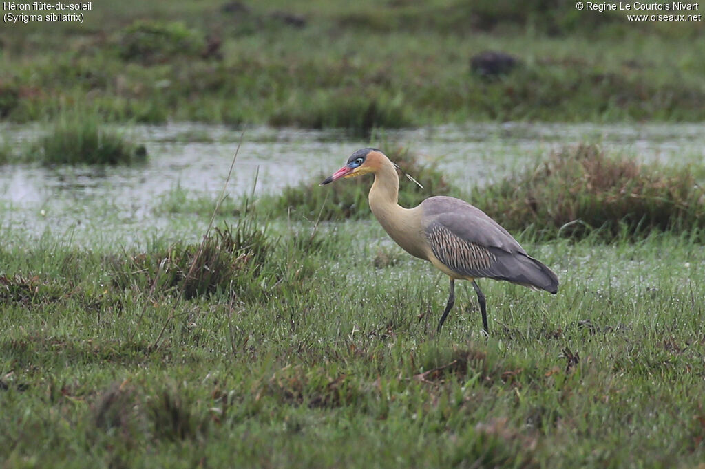 Whistling Heron