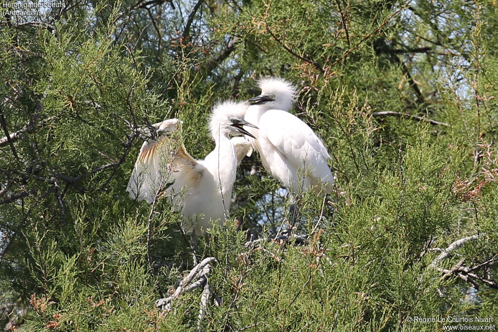 Western Cattle Egretjuvenile