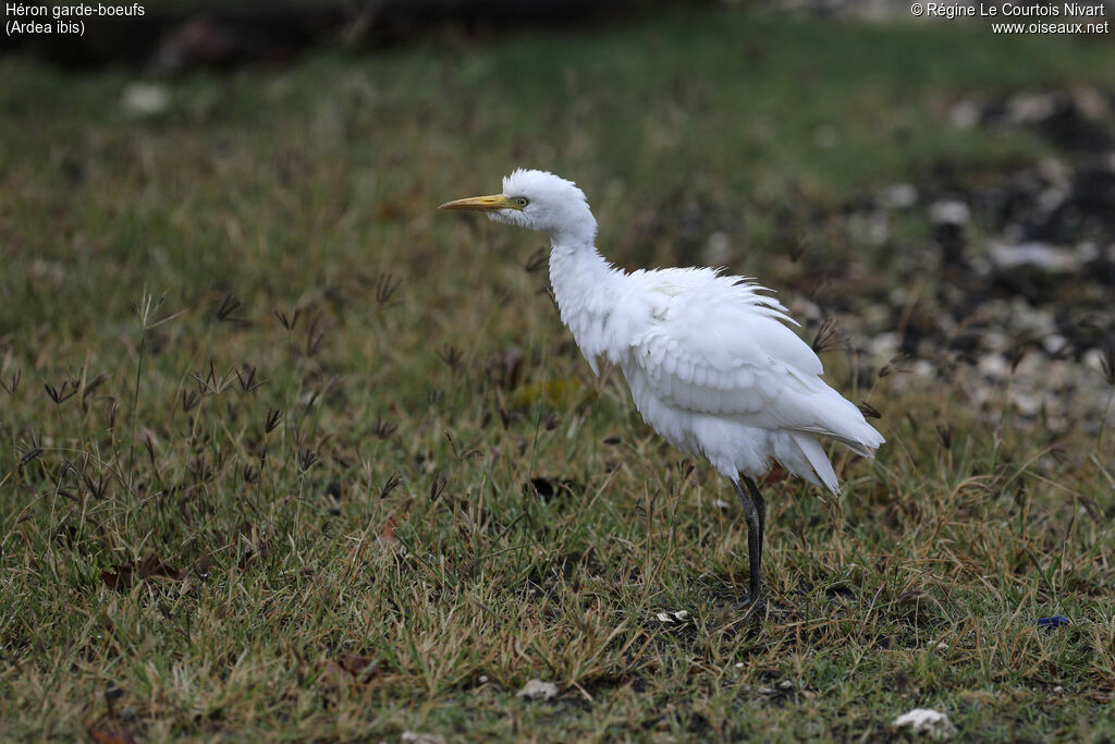 Western Cattle Egret