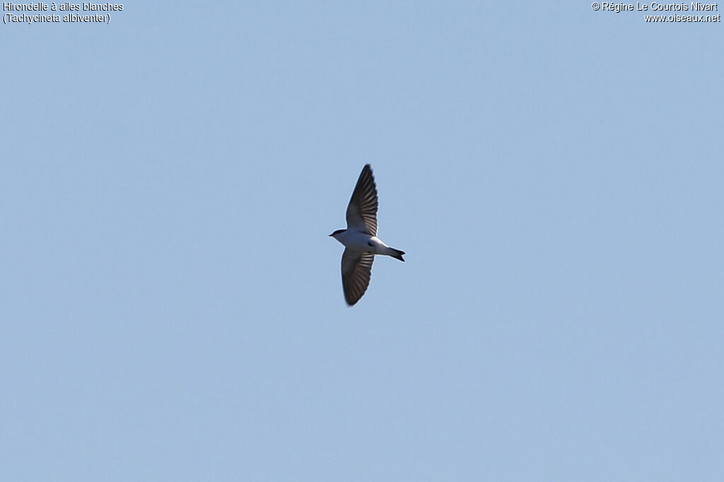 Hirondelle à ailes blanches, Vol