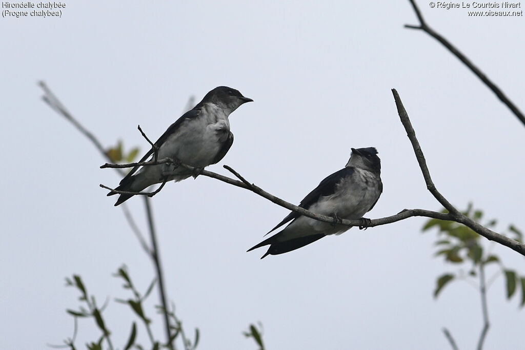 Grey-breasted Martin
