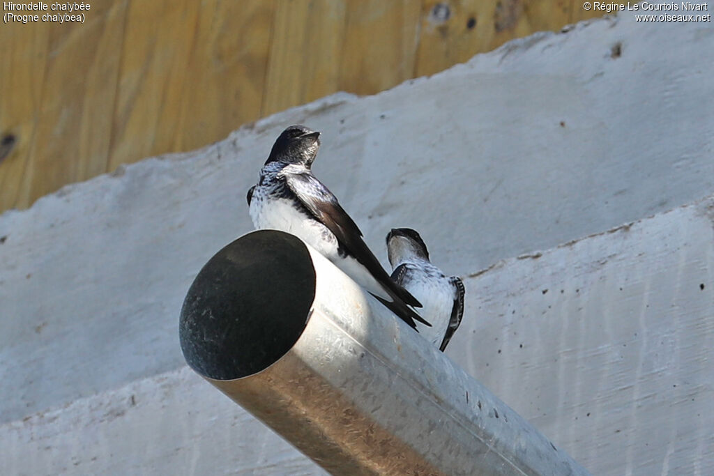 Hirondelle chalybée