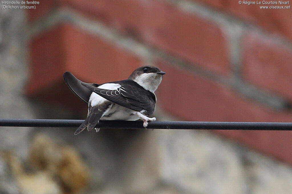 Western House Martin