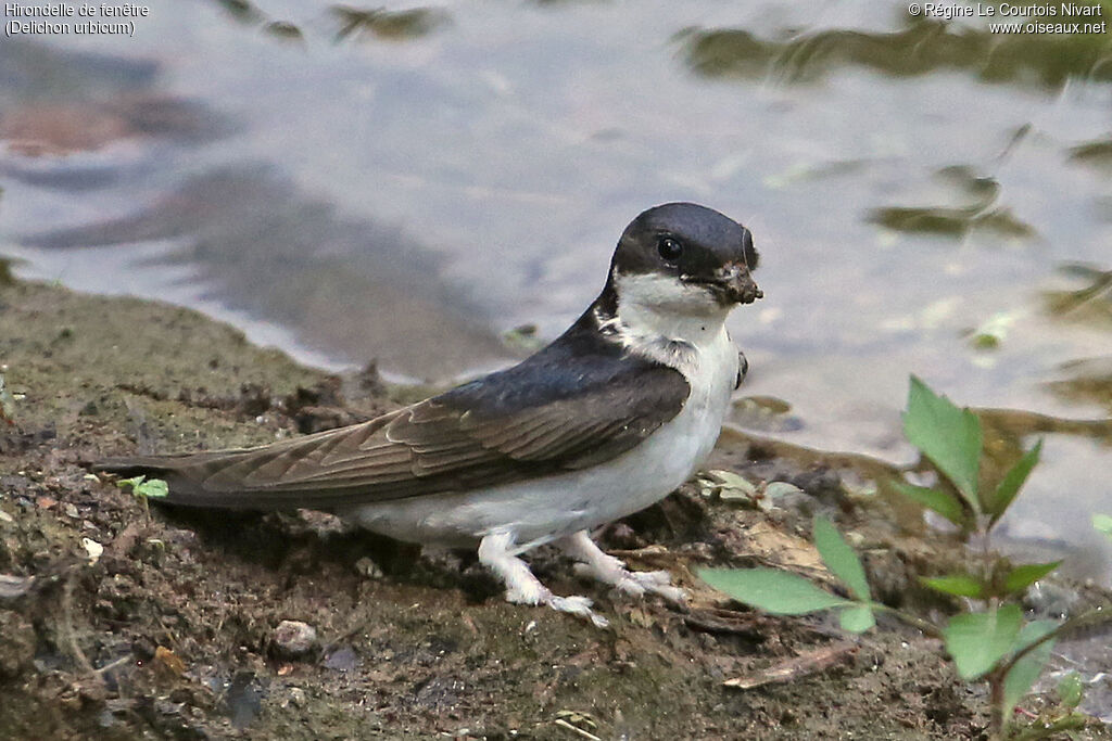 Hirondelle de fenêtre