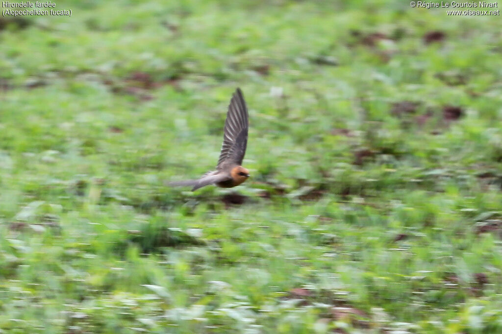 Tawny-headed Swallow
