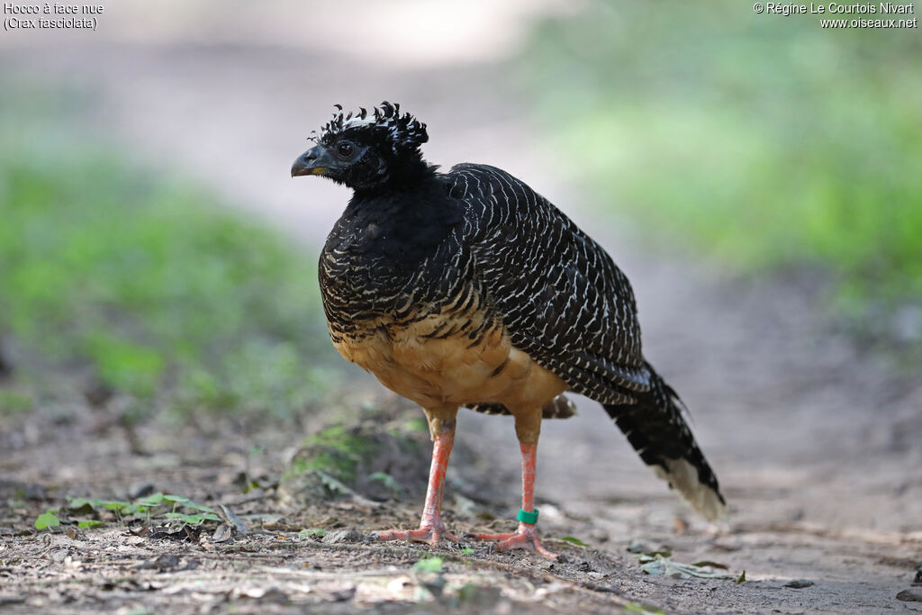 Bare-faced Curassow female