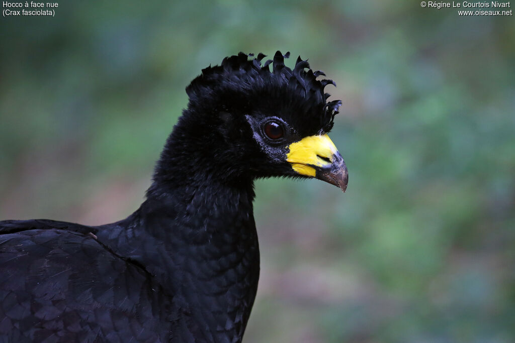 Hocco à face nue mâle