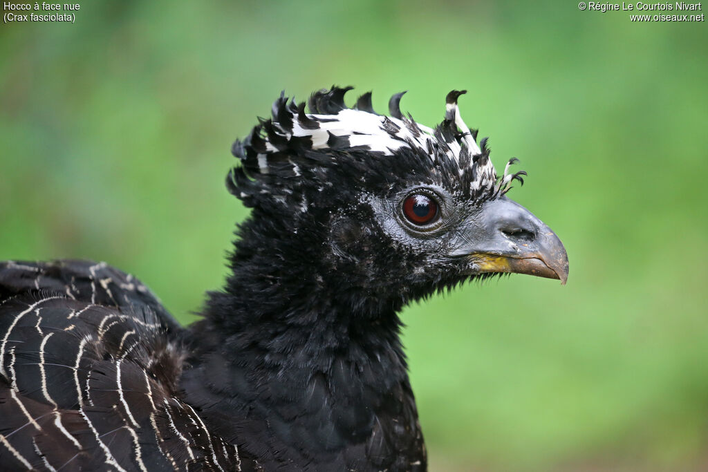 Hocco à face nue femelle, portrait
