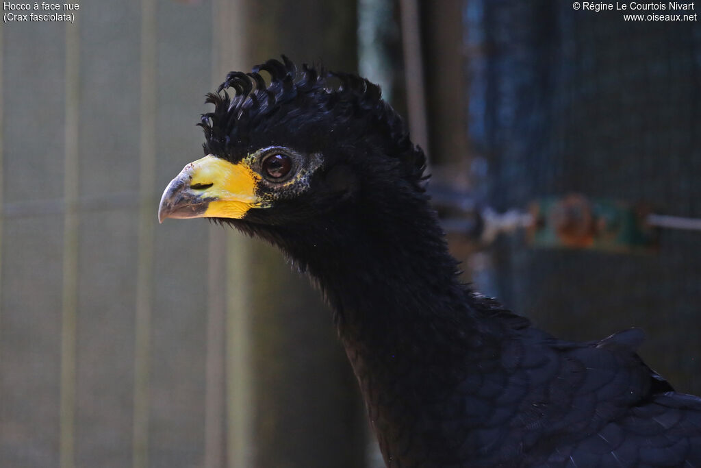 Hocco à face nue mâle