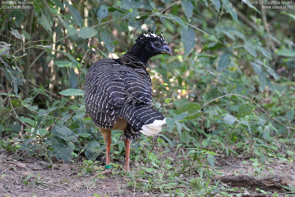 Hocco à face nue femelle