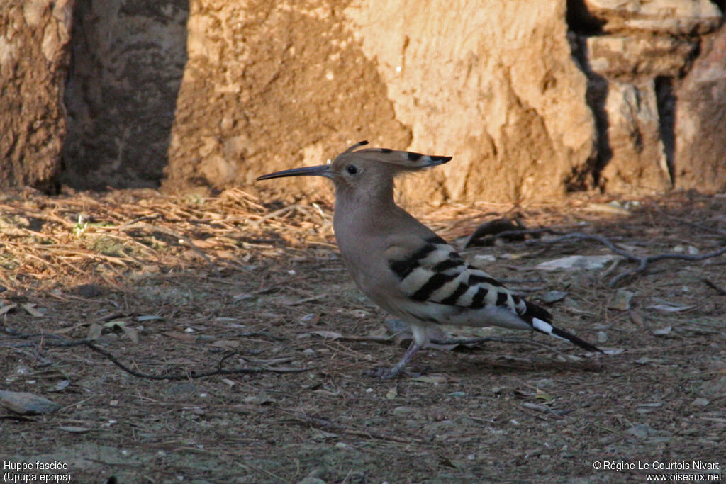 Eurasian Hoopoe