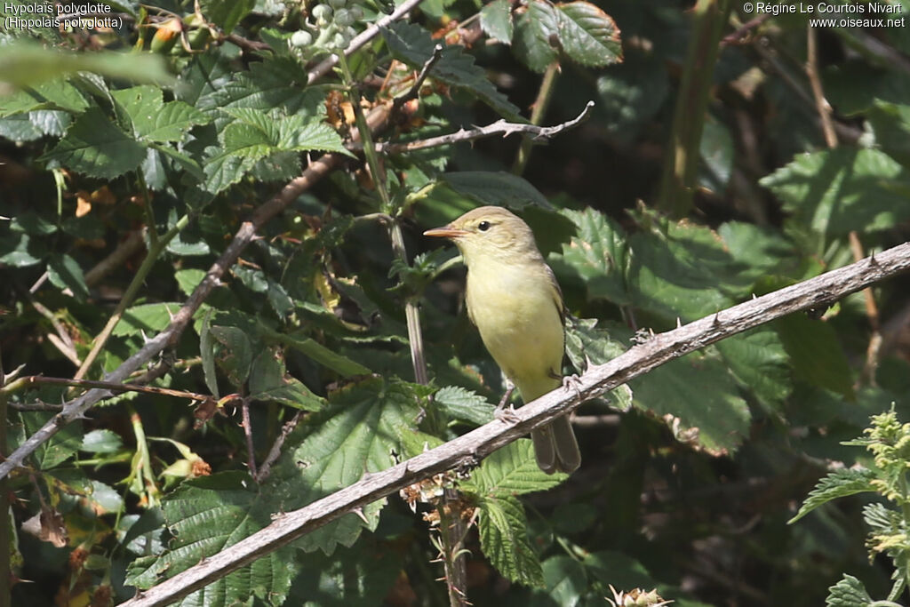 Melodious Warbler