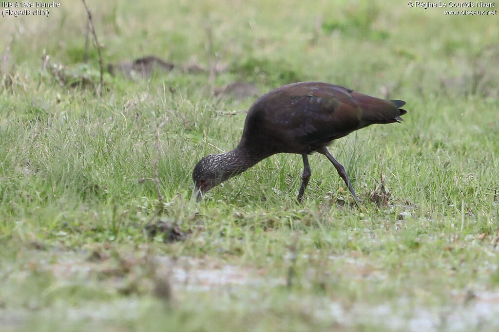 Ibis à face blanche