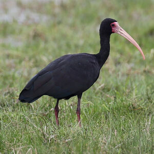 Ibis à face nue