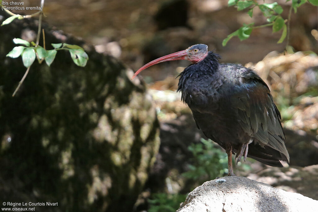 Ibis chauve