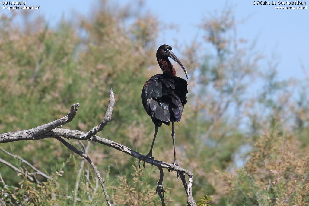 Ibis falcinelle
