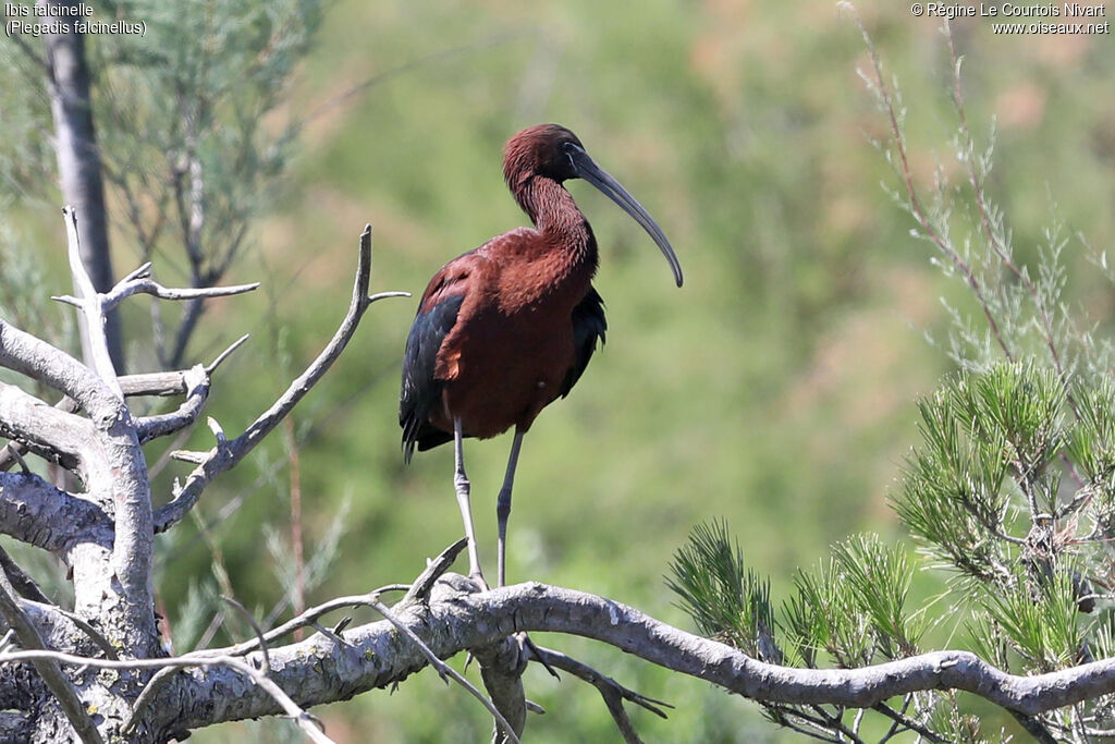Ibis falcinelle