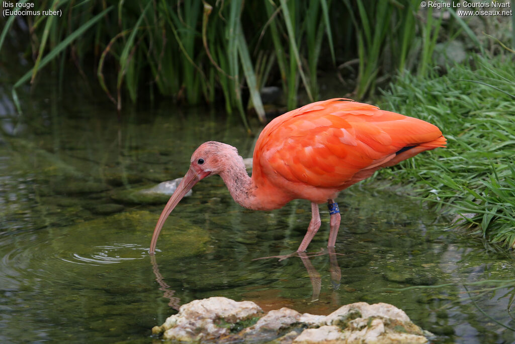 Ibis rouge