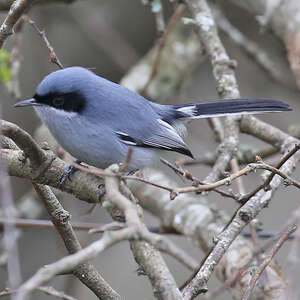Gobemoucheron masqué