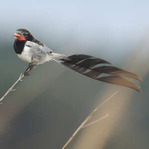 Moucherolle à queue large