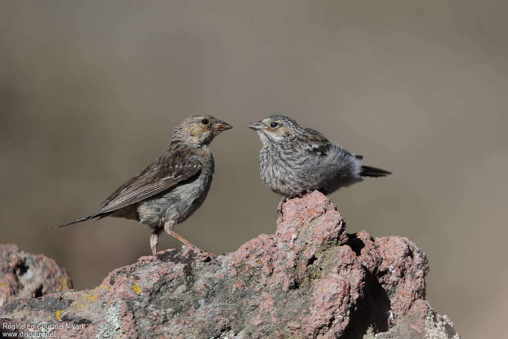 Mourning Sierra Finch