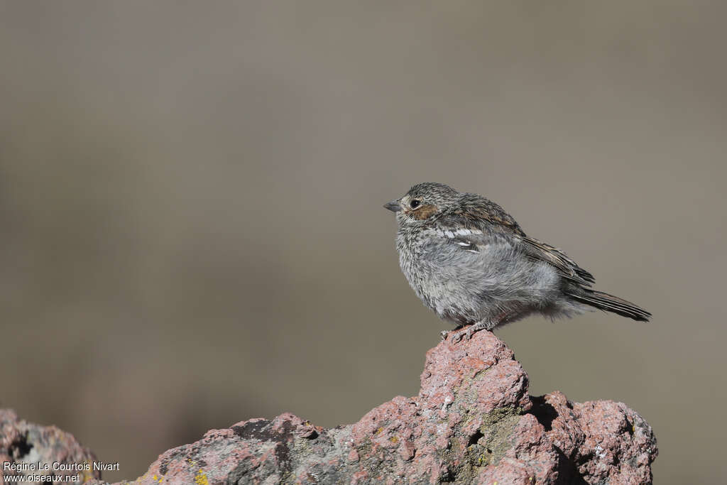 Mourning Sierra Finch