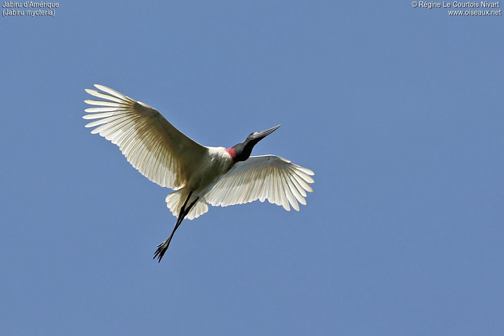 Jabiru d'Amérique