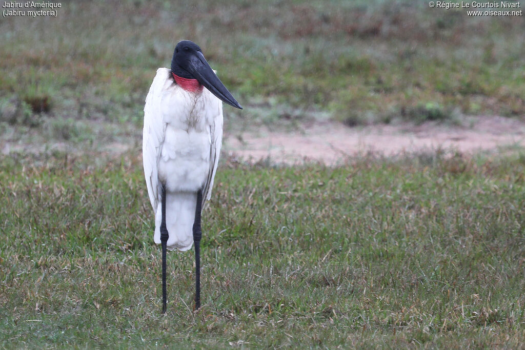 Jabiru d'Amérique