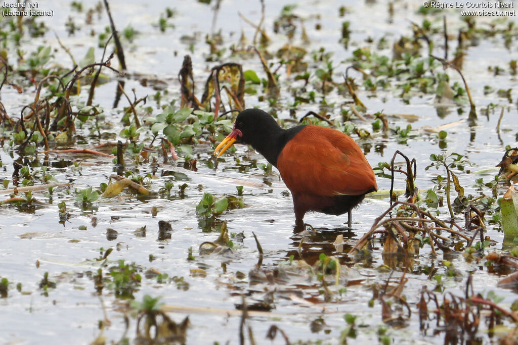 Wattled Jacana