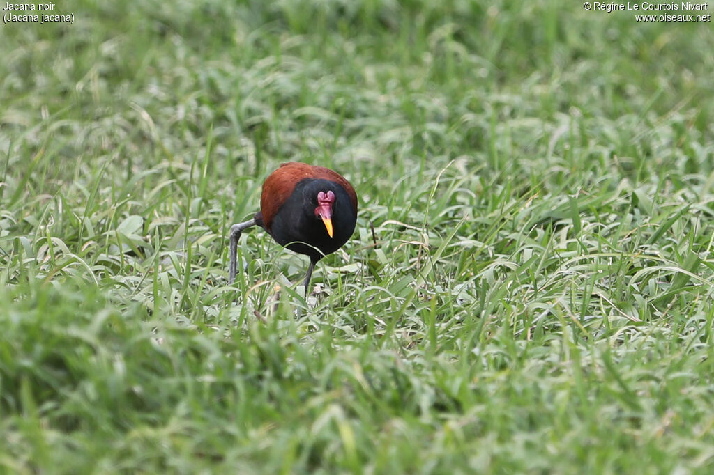 Jacana noir