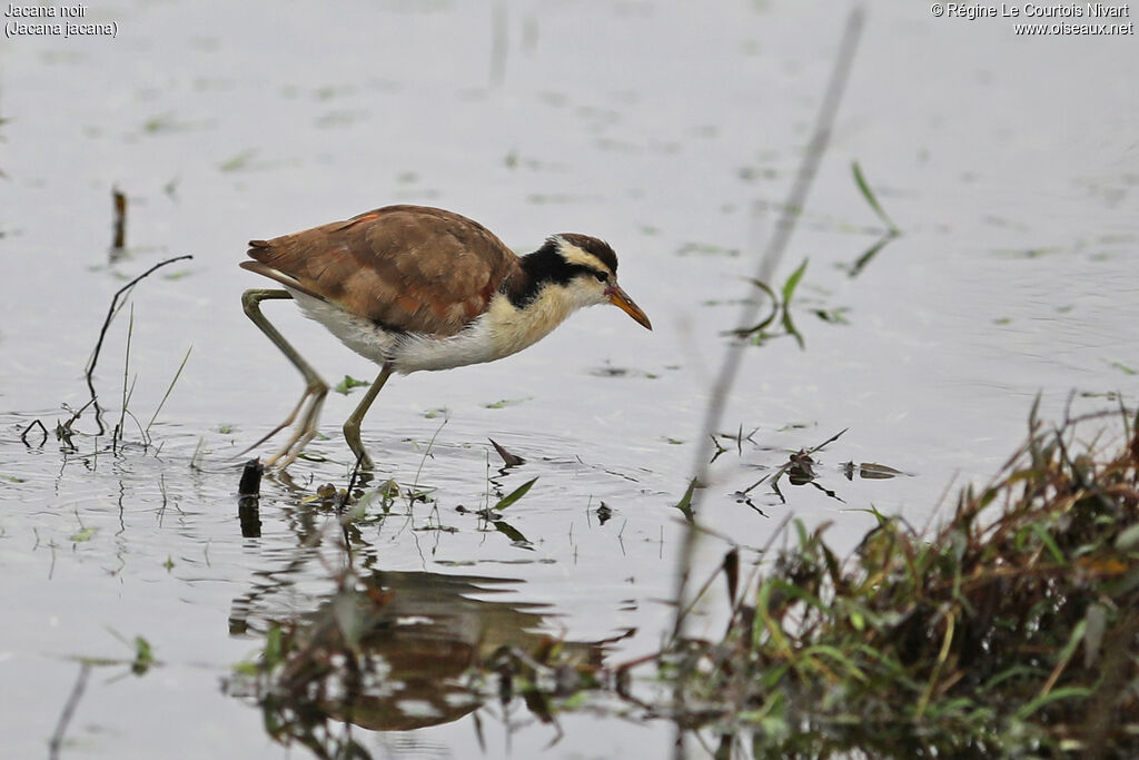 Jacana noirimmature