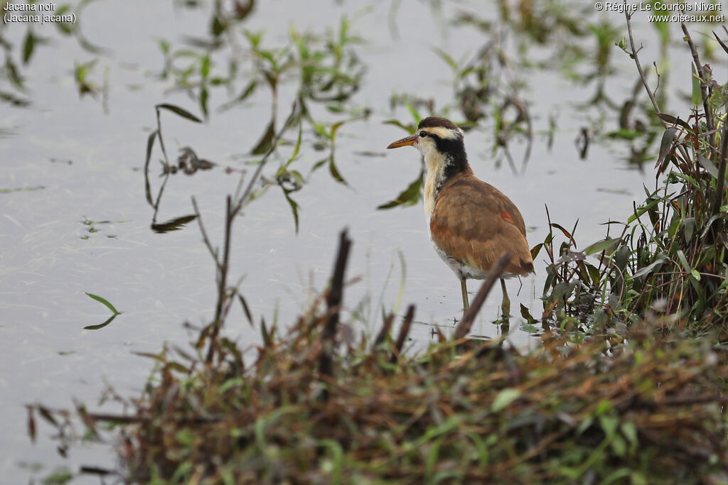 Jacana noirimmature