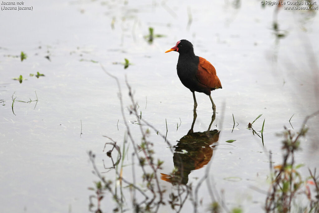 Jacana noiradulte