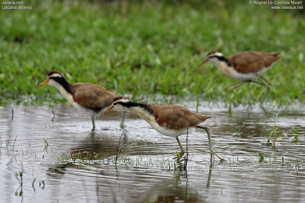 Jacana noirimmature