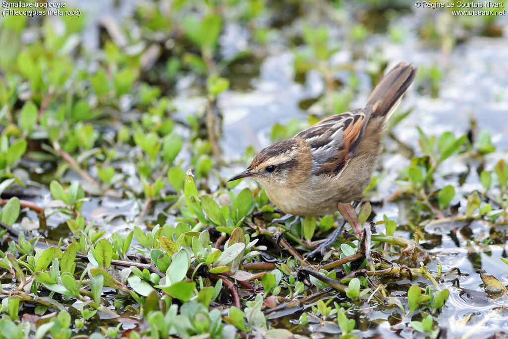 Wren-like Rushbird