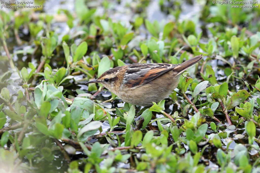 Wren-like Rushbird