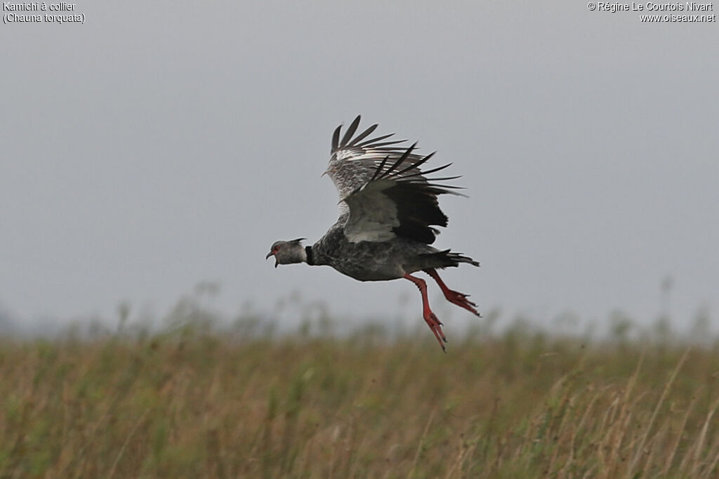 Kamichi à collieradulte, Vol