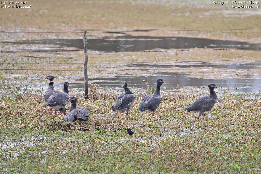 Southern Screamer