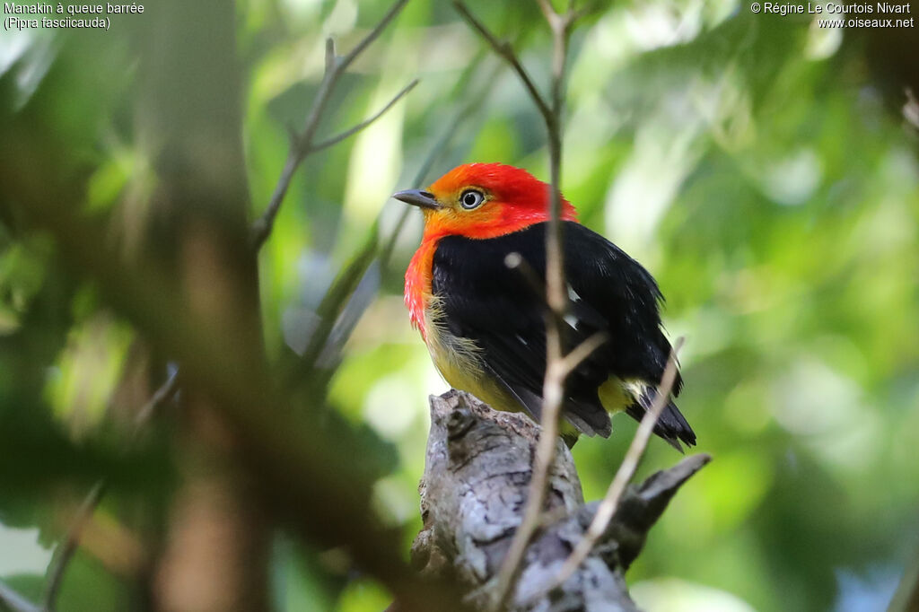 Manakin à queue barrée