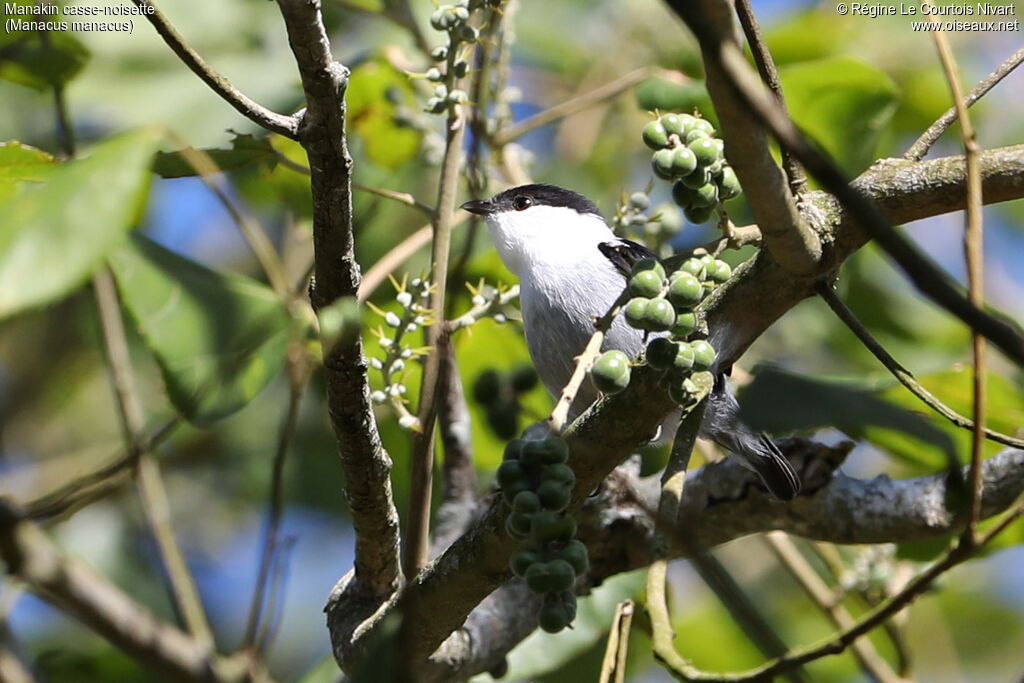 White-bearded Manakin