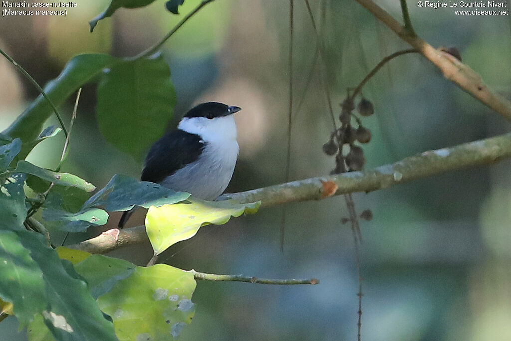 White-bearded Manakin